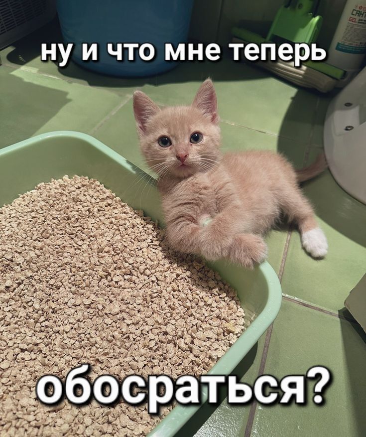 Meme 1