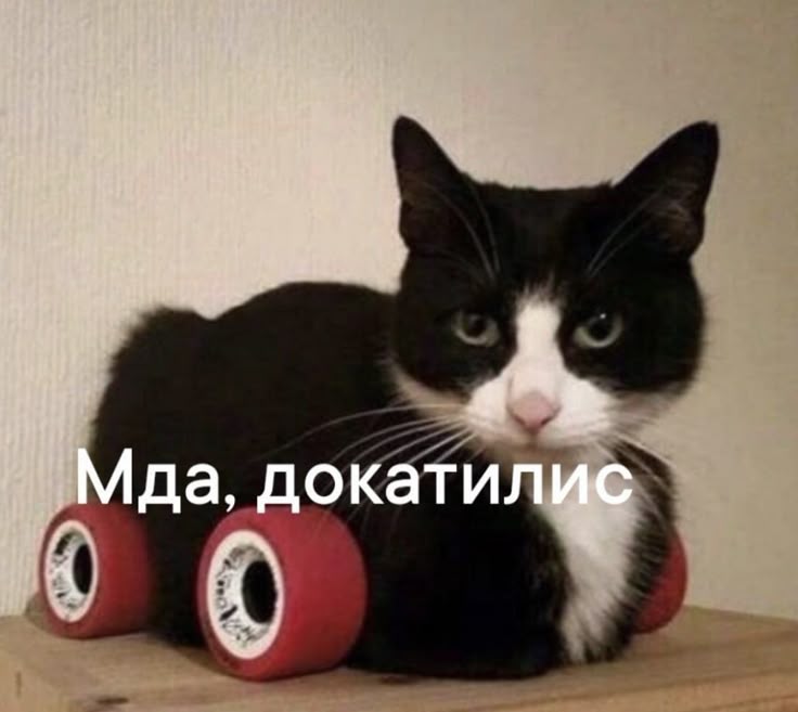 Meme 12
