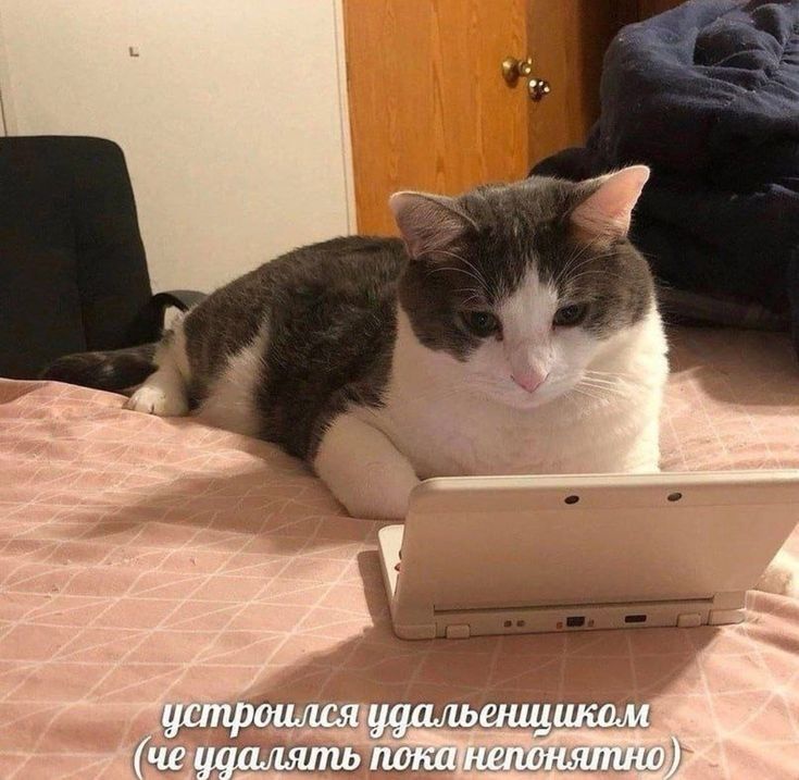 Meme 17